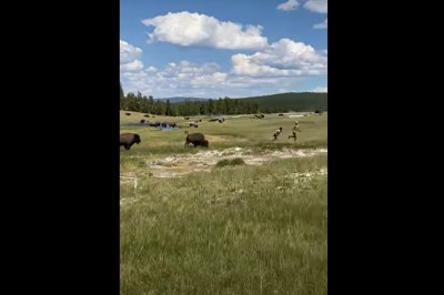 Bizon kontra uciekająca turystka. Za blisko podeszła 