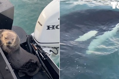 Wydra morska szukająca schronienia na łodzi przed orką 