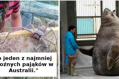 15 zdjęć przypominających, że wiele zwierząt jest zdecydowanie większych niż nam się wydaje
