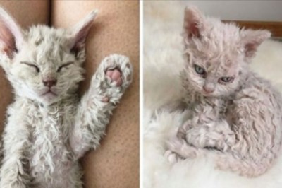 Niezwykłe koty tej rasy znacznie różnią się od swoich pobratymców