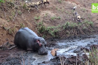 Codzienna porcja ciekawych i zabawnych filmików #173