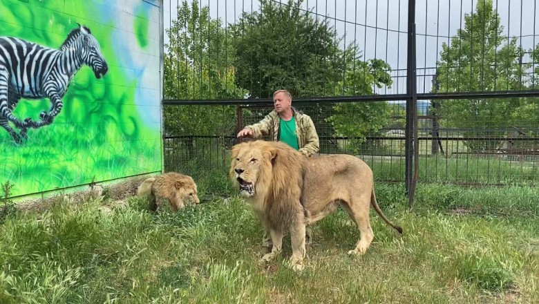 Typ rozgania cztery rozdrażnione lwy w klatce 