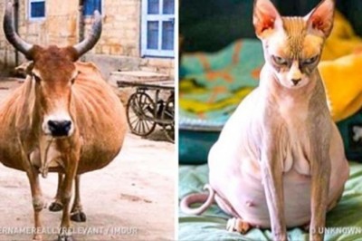 Jak wyglądają samice tuż przed urodzeniem młodych? Ich ciała bardzo się zmieniają