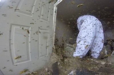 Tak wygląda usuwanie gniazda szerszeni. To jest dopiero hardcorowa robota