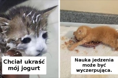 16 kotów, które nie potrafią jeść bez robienia bałaganu