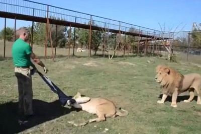 Kiedy lew zabiera Twoją ulubioną bluzę Adidasa 