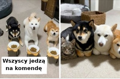 Ten kociak jest przekonany że jest psem tak jak jego przybrani psi bracia