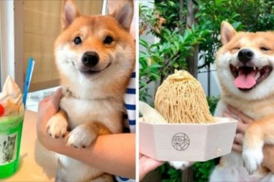 Shiba inu stał się hitem internetu dzięki swoim uśmiechom na widok jedzenia