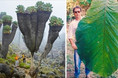 15 zdjęć, które sprawią, że poczujesz się niczym malutka mrówka