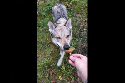 Szukanie grzybów z pomocą psa, czyli jak ułatwić sobie życie