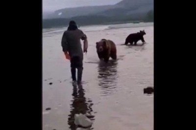 Dokarmianie niedźwiedzi z ręki. Normalna sprawa w niektórych krajach 