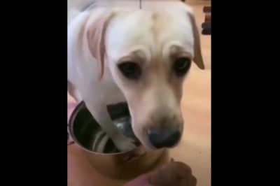 Codzienna porcja ciekawych i zabawnych filmików #210