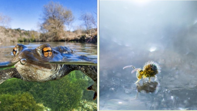 30 fenomenalnych zdjęć z tegorocznego konkursu fotografii makro