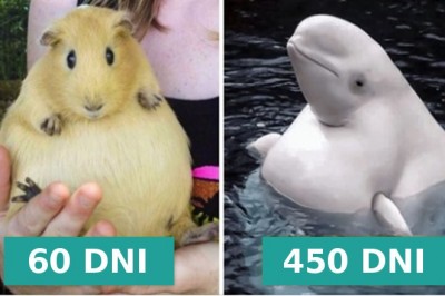 Oto jak długo trwa ciąża u 16 różnych gatunków zwierząt