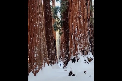Porównanie ogromnych sekwoi do człowieka. Robi mocne wrażenie 
