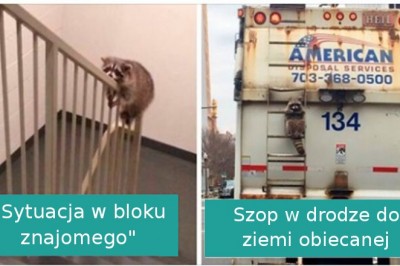 16 słodkich szopów praczy, które aż proszą się o zrobienie zdjęcia