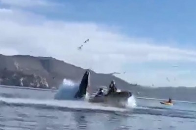 Nagranie jak wieloryb o mało nie połyka dwóch osób w kajaku