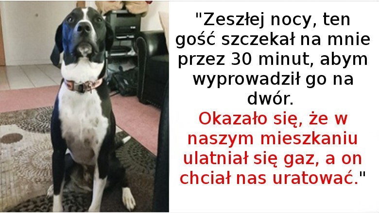 15 zwierząt, które zasługują na całe pudełko medali