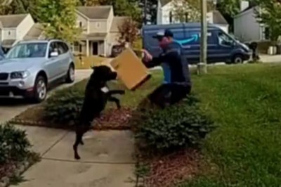 Kiedy musisz doręczyć paczkę, ale nagle atakuje Cię wściekły Pitbull