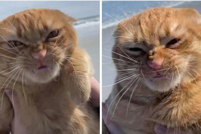 Kot odwiedza plażę po raz pierwszy, a jego mina mówi wszystko co o tym sądzi 