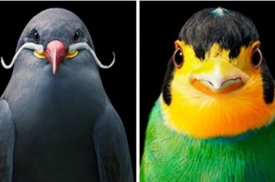 20 uderzających portretów rzadkich i zagrożonych ptaków