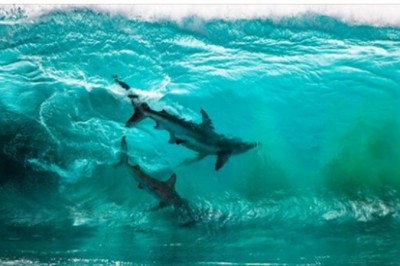 30 najlepszych zdjęć z tegorocznego konkursu fotografii oceanicznej