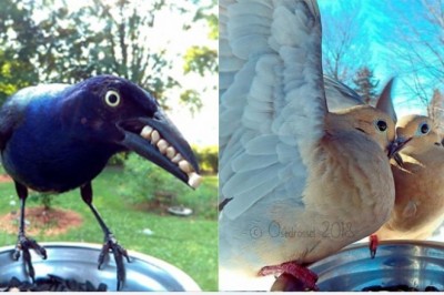 Kobieta ustawiła fotobudkę dla ptaków w swoim ogrodzie. Uchwyciła zdjęcia jak z bajki