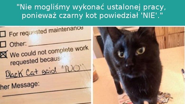 17 zabawnych zdjęć pokazujących, że koty to złośliwe stworzenia