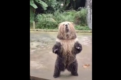 Te ziomek choć coś Ci powiem, czyli misiek, który wie jak zwrócić uwagę 