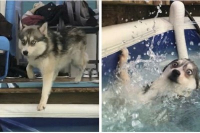 20 rozbrajająco głupich psów, które rozśmieszą cię do łez