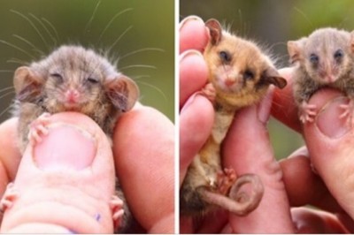 Rzadki gatunek oposa uratowany po olbrzymich australijskich pożarach 
