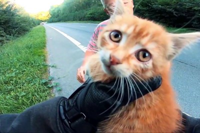 Motocyklista ratuje malutkiego kota siedzącego na środku drogi