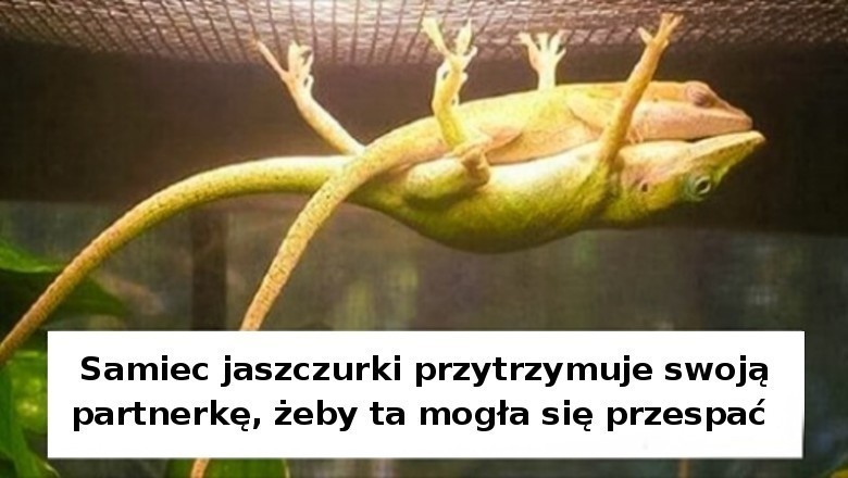 Niezwykłe zwierzęta dla których „niemożliwe” nie istnieje. Potrafią zawstydzić ludzi