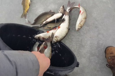 Nielegalne dzikie zarybianie z bardzo ciekawym komentarzem