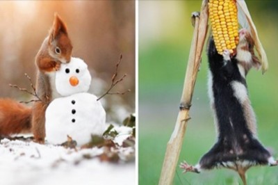 Przyłapał dzikie zwierzęta w naprawdę nietypowych sytuacjach i uwiecznił na zdjęciach 