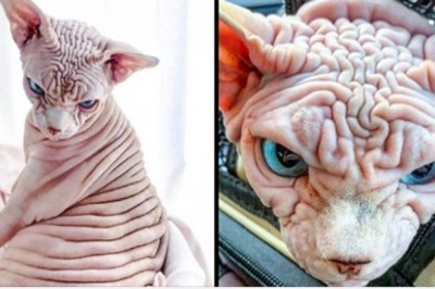 18 zwierząt, które próbują być groźne, ale na przeszkodzie stanął ich urok