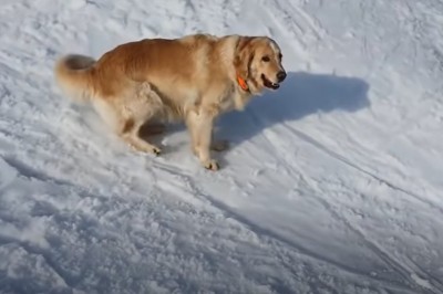 Śmieszny „pieseł” i jego zabawny sposób na zjazd ze stoku