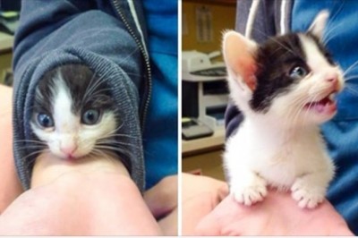 18 zwierząt, których figlarny nastrój sprawia, że zapomnisz o wszystkich problemach