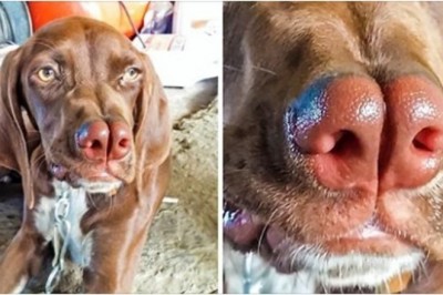 7 unikatowych ras psów, o których istnieniu nie mieliśmy pojęcia. Są rzadkie i śliczne 