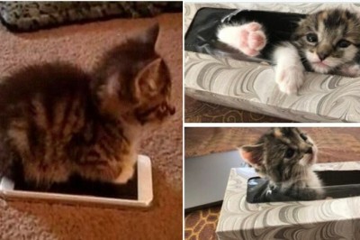 17 uroczych małych kociaków. Które chwytają za serce swoim przesłodkim wyglądem 