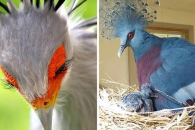 20 niezwykle pięknych ptaków, o których istnieniu mogliście nie słyszeć