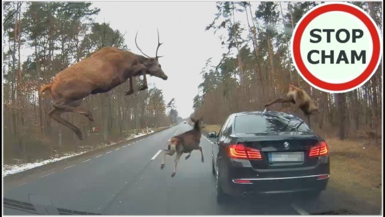 Stado Jeleni kontra BMW. Jeden z nich przeskoczył nad autem 