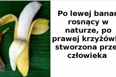 10 popularnych warzyw i owoców, które wyglądały kiedyś zupełnie inaczej