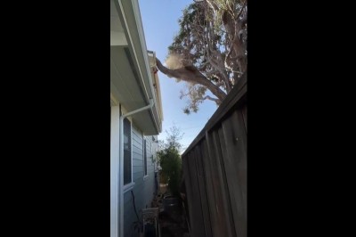 Kiedy drzewo sąsiada znajduje się na Twojej posesji i postanawiasz coś z tym zrobić 