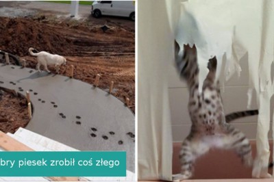 18 psotnych zwierzaków, które zostały przyłapane na gorącym uczynku