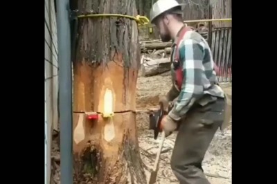 Prawdziwy profesjonalista pokazuje jak precyzyjnie ściąć drzewo 