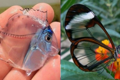 Niezwykłe przeźroczyste zwierzęta, które ukazują jak niewiarygodna jest nasza planeta