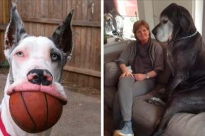 Pochwalili się zdjęciami swoich Dogów Niemieckich. Rozmiary tych psów są niesamowite