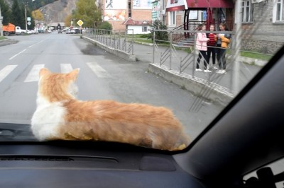 Życie na pełnym luzie, czyli kot, który jest fanem motoryzacji 