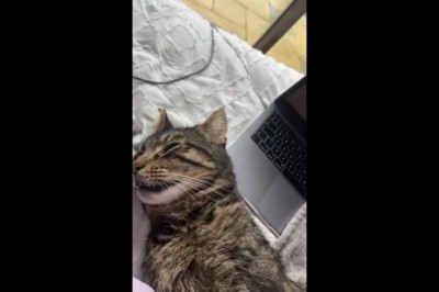 Kiedy chcesz nagrać śmieszny film z kotem, ale on robi lepszy numer